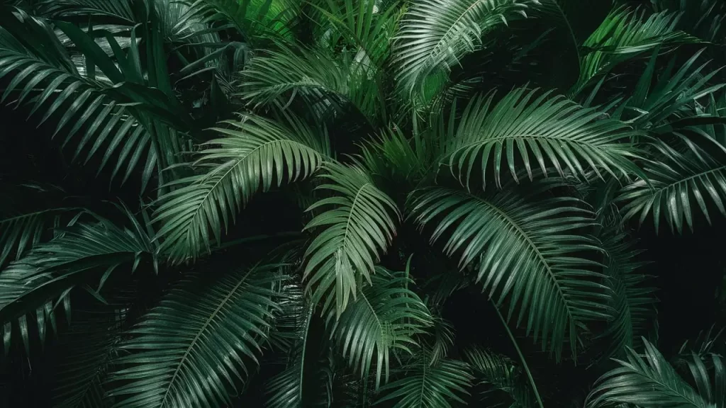 Travel Palm Plant