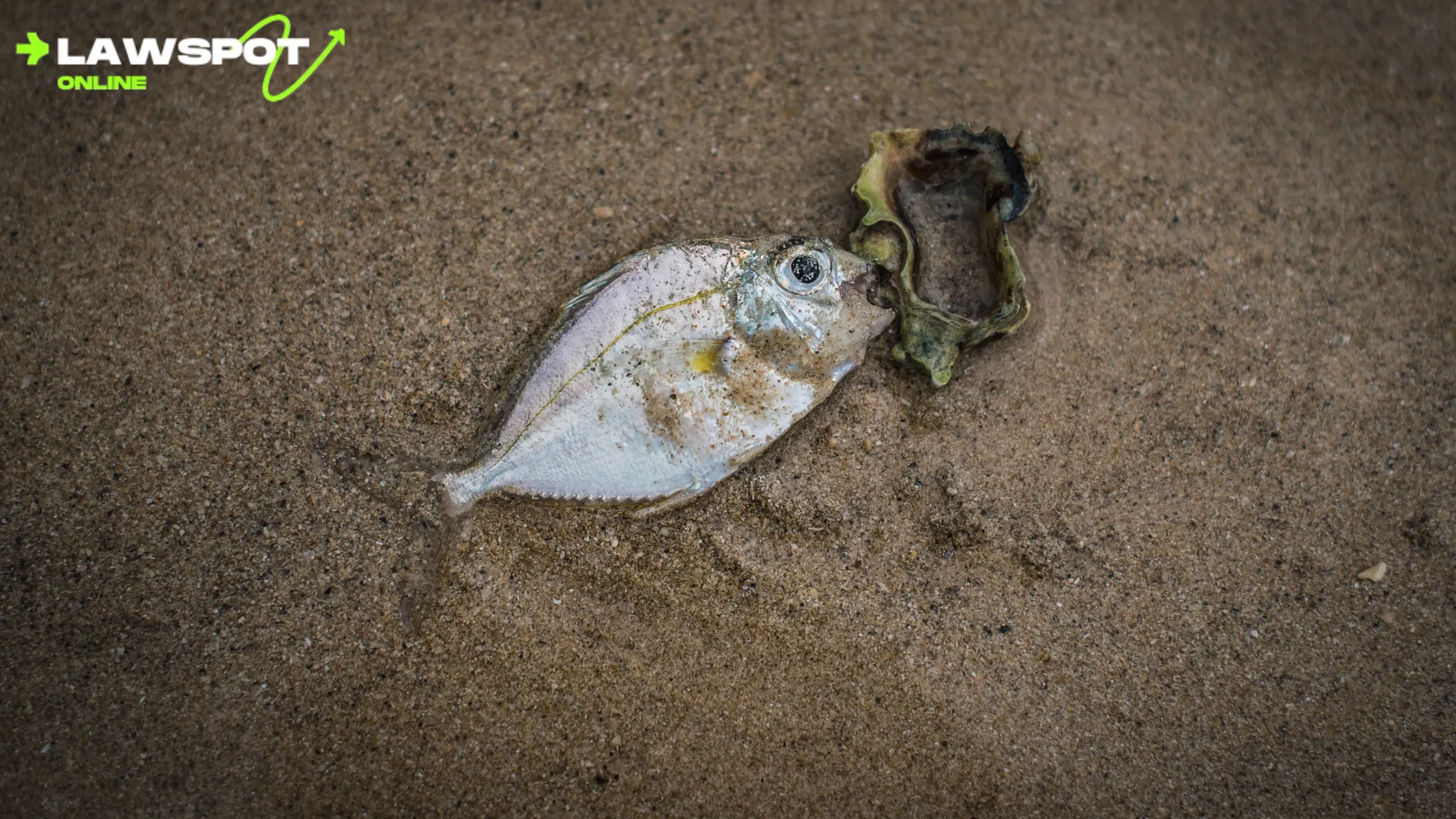 "A dead fish on sandy shore — Can you eat dead fish that wash up?"