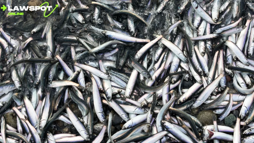 "A large pile of dead fish washed ashore — Can you eat dead fish that wash up?"