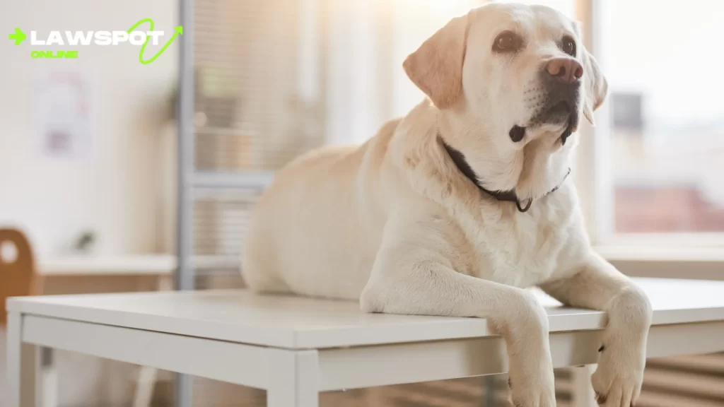 A yellow Labrador retriever lying on a table, looking alert. Keywords: "How Long Do Labs Live."