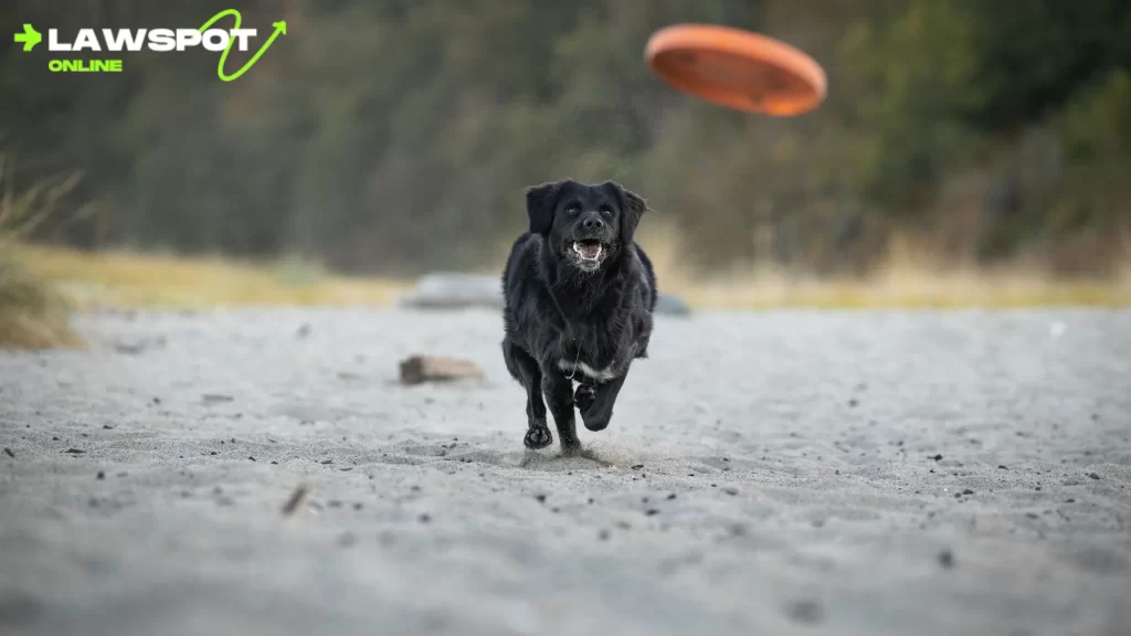 (black Lab running on beach): "Black Labrador Retriever running, illustrating how long do Labs live when staying active."