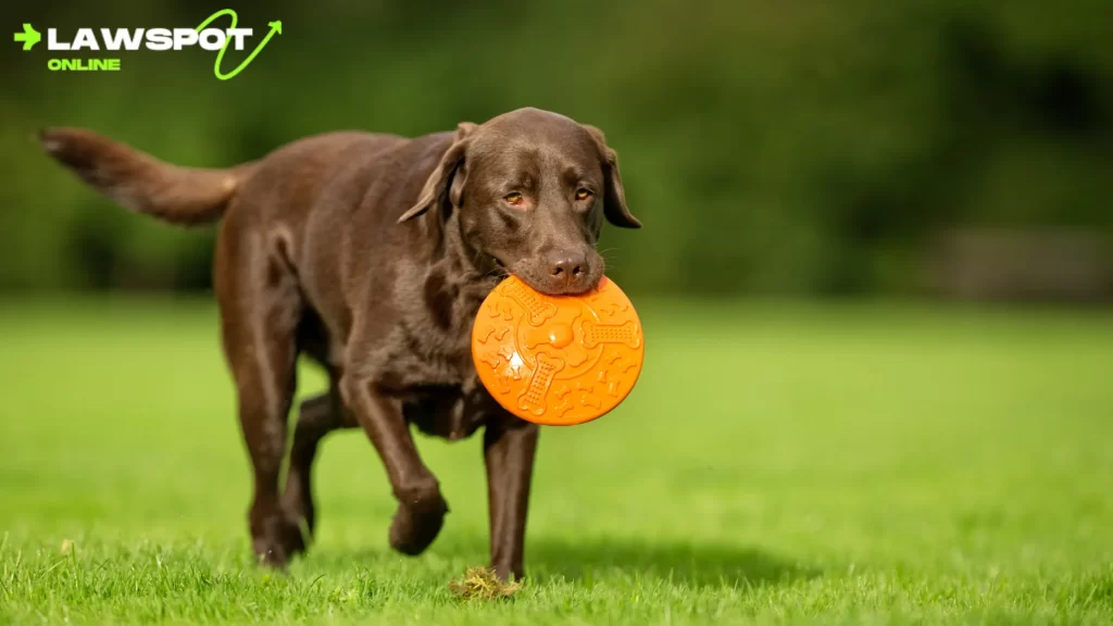 (chocolate lab with frisbee): "Active chocolate Lab enjoying playtime, representing how long Labs live with proper care."