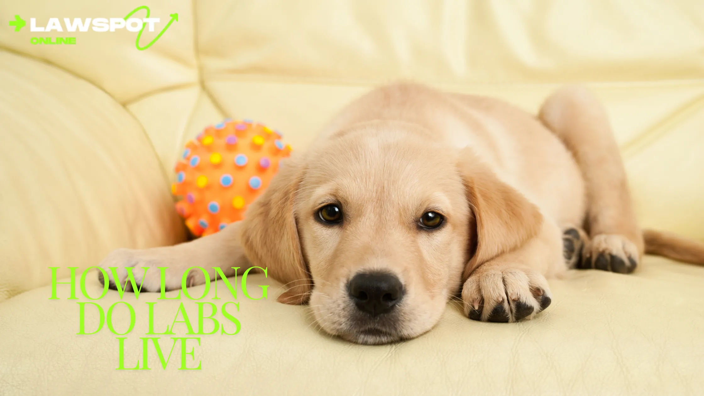 How Long Do Labs Live? Vital Tips for a Happy, Long Life!